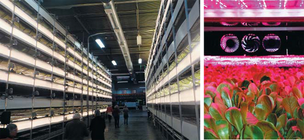 미국 뉴저지주 뉴어크시에 있는 수직농장 업체인 에어로팜(Aero Farms) 내부 모습. 건물 실내에 여러 층의 재배대를 설치해 사시사철 신선한 채소를 재배하고 있다. 낡은 철강 공장을 리모델링해 농장으로 만들었다. 오른쪽 사진은 LED 재배등(燈)이 붉은빛으로 채소를 비추는 모습.