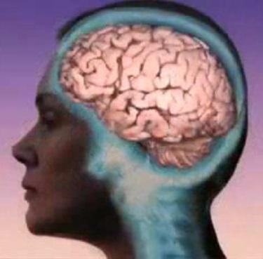 인간 뇌 질환을 보다 효율적으로 연구할 수 있는 ‘미니 뇌’가 개발됐다. / 위키미디어 제공.