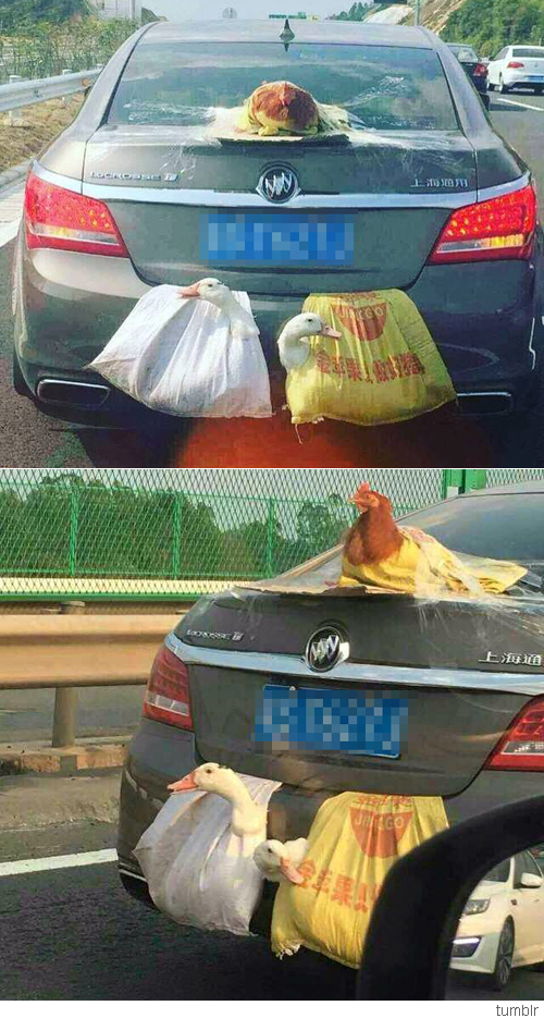 닭과 오리 이미지