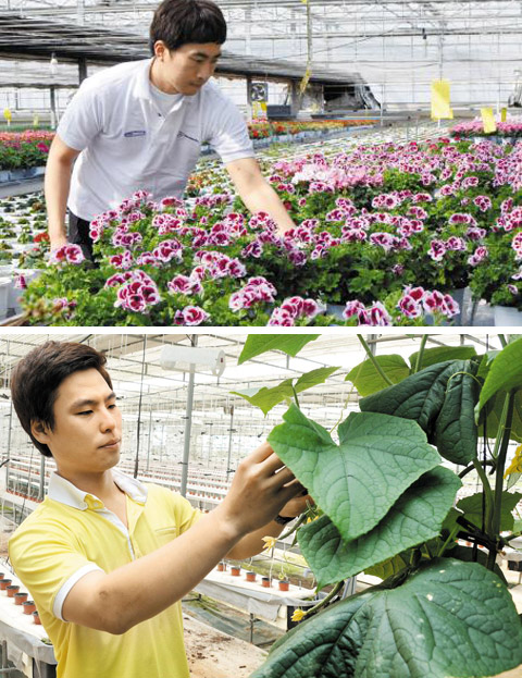 화훼농장주 홍해수씨가 경기 이천의 유리 온실에서 재배 중인 꽃 상태를 점검하고 있다(위 사진). 한국농수산대학에서 화훼를 전공한 홍씨는 온라인 판매를 도입해 농장 매출을 30%가량 끌어올렸다. 같은 대학 졸업생 김범진씨는 전북 부안의 농장에서 온·습도, 이산화탄소, 빛의 양 등 다양한 데이터를 활용해 채소를 재배함으로써 고소득을 올리고 있다(아래 사진). 