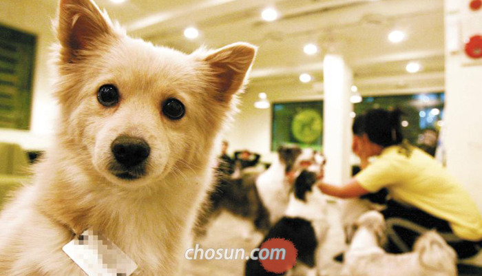 서울 홍익대 근처에 있는 한 애견(愛犬) 카페에서 목에 인식표를 단 개들이 뛰어놀고 있다.