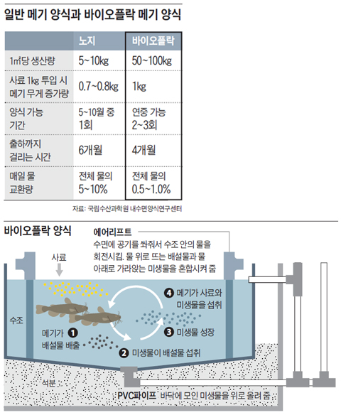 일반 메기 양식과 바이오플락 메기 양식 외