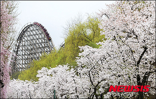 '꽃 대궐' 에버랜드 15~17일 벚꽃축제