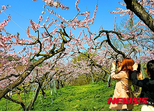 과일천국 이미지