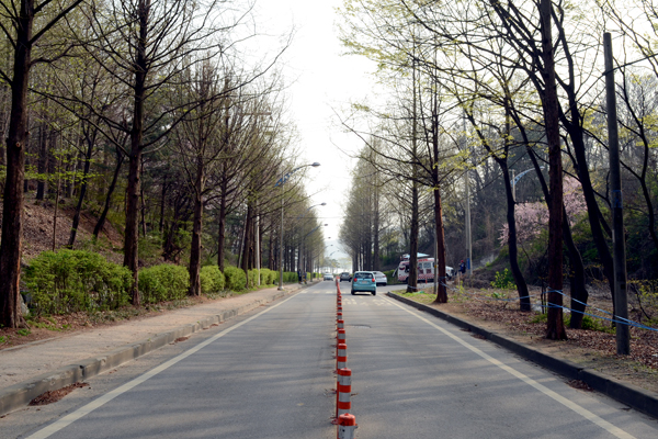 행주산성을 내려오면 만나는 메타세쿼이아 길