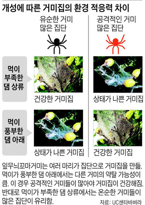 개성에 따른 거미집의 환경 적응력 차이