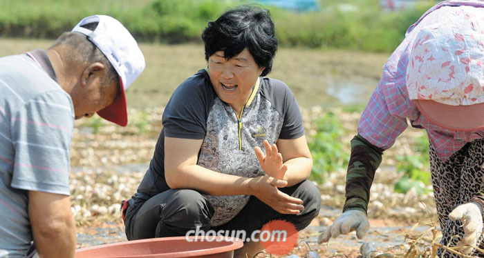 지난 29일 전남 신안군 안좌도에서 탈북민 출신‘만석꾼’이정옥(사진 가운데)씨가 마을 주민들의 마늘 수확을 돕고 있다.