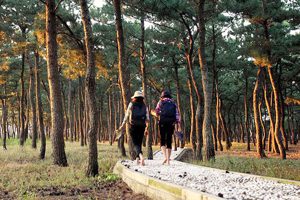 울창한 나무들 사이 맨발로 걷는 목은 이색 산책로.