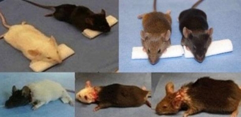 렌 샤오핑 교수가 생쥐의 머리를 다른 생쥐 몸체에 이식한 실험에 성공한 모습./논문에서 발췌