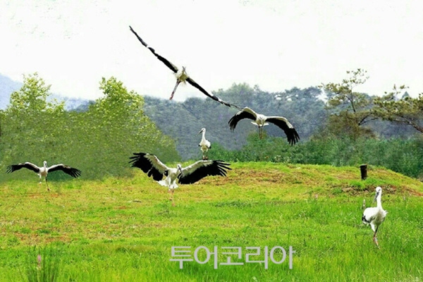 예산 황새공원