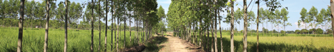 더블에이는 논과 논 사이의 ‘칸나(Khan-na·자투리 땅이란 뜻의 태국어)’에 제지용 나무를 심는다.