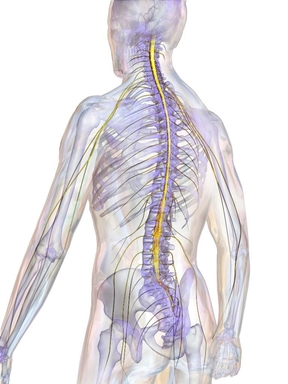  사고로 척수가 손상되면 신경세포도 손상돼 신체를 움직이기 어려워진다. 연구진은 척수의 신경세포를 빠르게 회복시키는 새로운 물질을 개발했다. / 위키미디어 제공