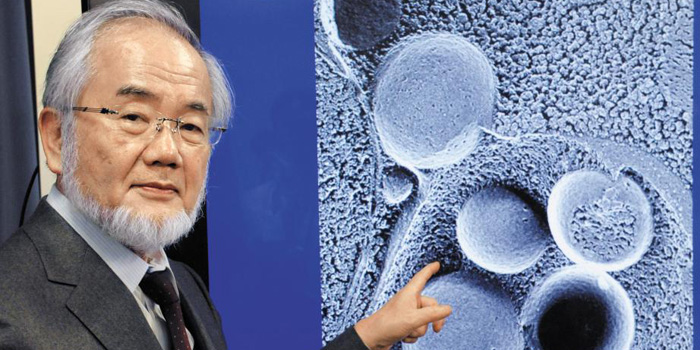 일본 의학자 오스미 요시노리 도쿄공업대 명예교수가 세포 내 손상된 소기관이나 노폐물을 세포 스스로 잡아먹는‘오토파지’현상을 규명한 공로로 올해 노벨생리의학상 수상자로 선정됐다.