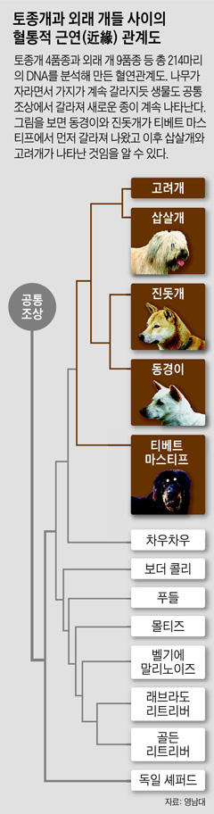 토종개와 외래 개들 사이의 혈통적 근연 관계도