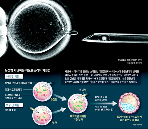 유전병 차단하는 미토콘드리아 치환법