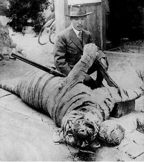 96년 전 마지막 백두산 호랑이 - 96년 전인 1921년 경북 경주 대덕산에서 포획된 백두산 호랑이의 모습. 이 호랑이가 우리나라에서 발견된 마지막 백두산 호랑이로 알려져 있다. 
