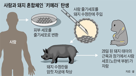 사람과 돼지 혼합체인 키메라 탄생 그래픽