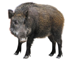¸äµÅÁö »çÁø