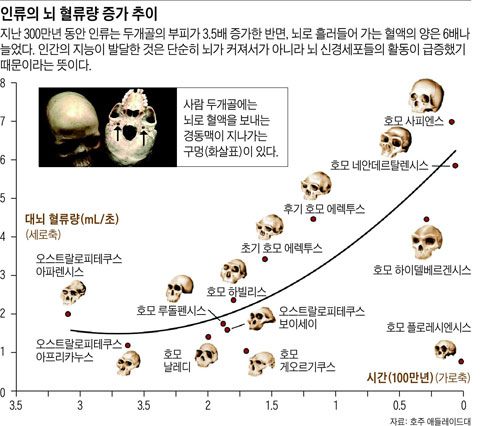 인류의 뇌 혈류량 증가 추이