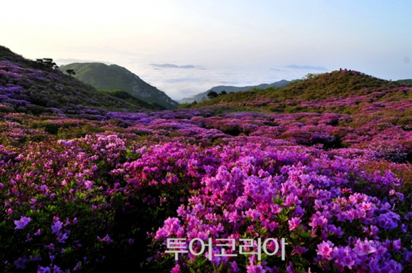 경남 합천 황매산철쭉