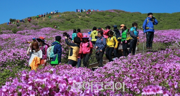 경남 합천 황매산철쭉 감상하는 봄 상춘객들 