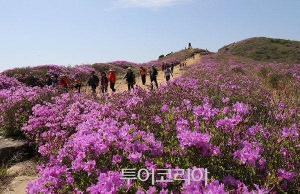 경남 산청 황매산 철쭉제