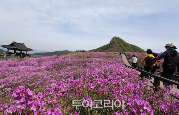 경남 산청 황매산 철쭉제 