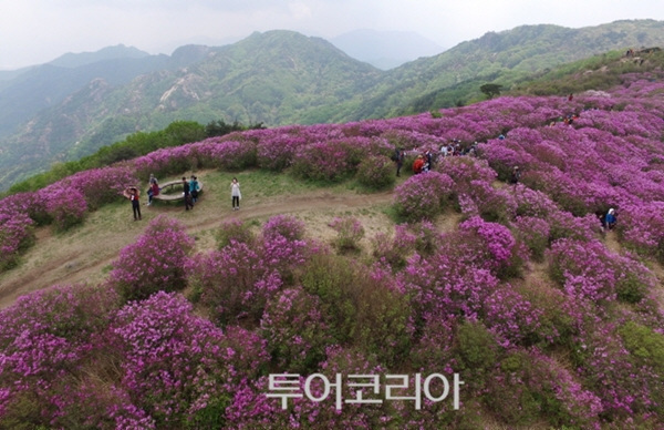 경남 산청 황매산 철쭉제 