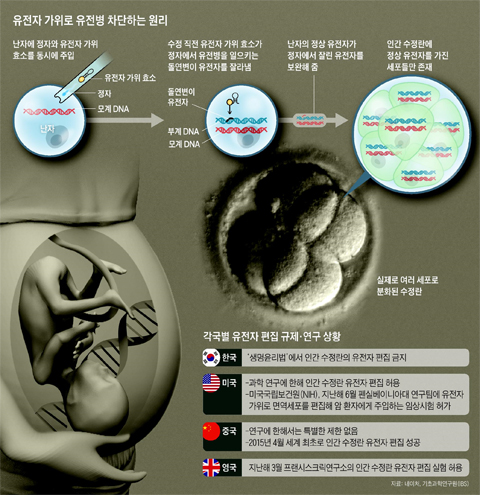 유전자 가위로 유전병 차단하는 원리 설명 그래픽