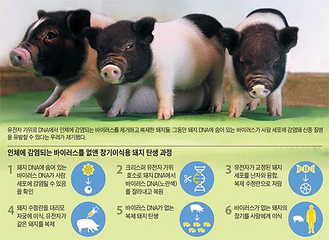 인체에 감염되는 바이러스를 없앤 장기이식용 돼지 탄생 과정