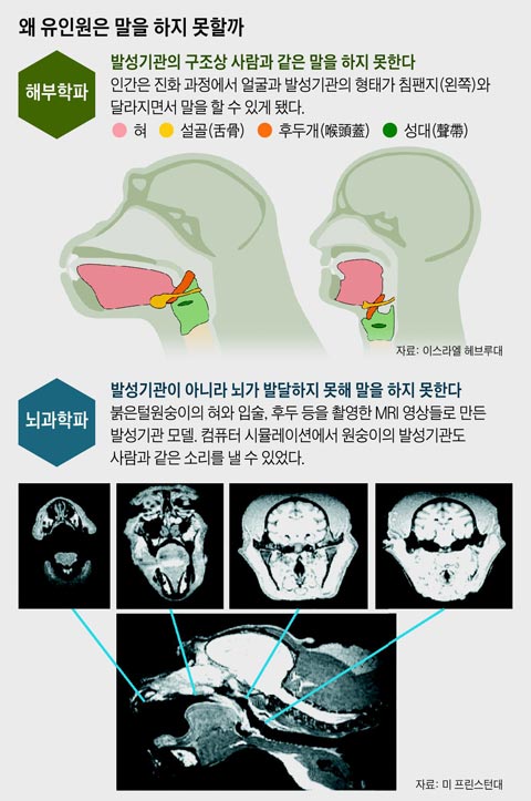 왜 유인원은 말을 하지 못할까