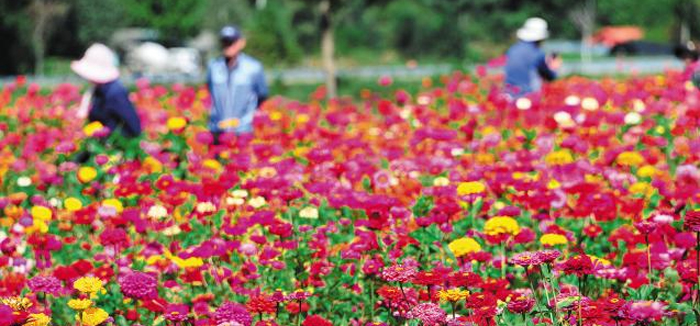 평창강변의 백일홍 꽃밭을 걷는 사람들. 매년 가을이면 알록달록한 백일홍이 축구장 6개 넓이의 들판에 만발한다.