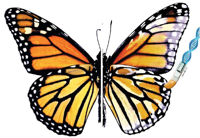 황제나비의 평소 날개(왼쪽)와 윈트A 유전자를 차단해 가장자리의 검은 띠가 사라진 날개(오른쪽)./미 조지워싱턴대