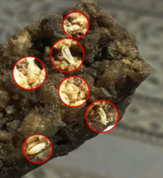  오리온의 에너지바에서 발견된 화랑곡나방 유충./ MBN 캡쳐