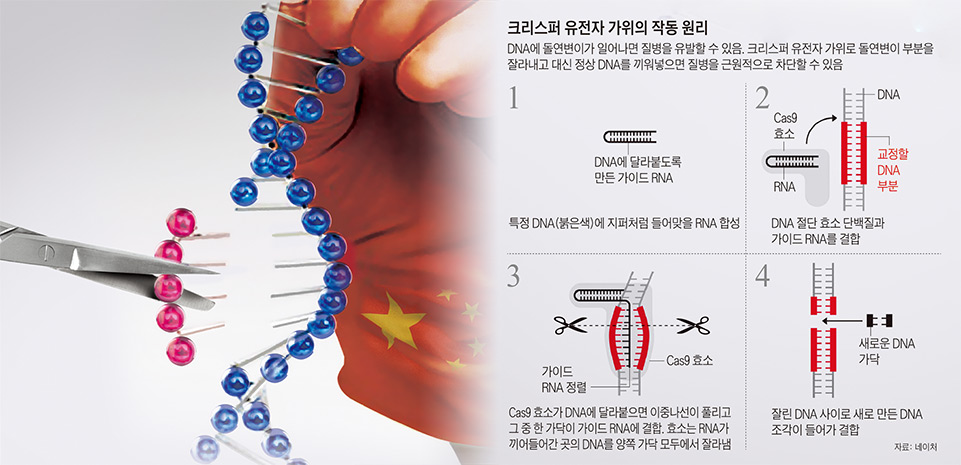 韓·美가 개발한 유전자 가위, 중국만 신났다 - 프리미엄조선 - Idea&Trend