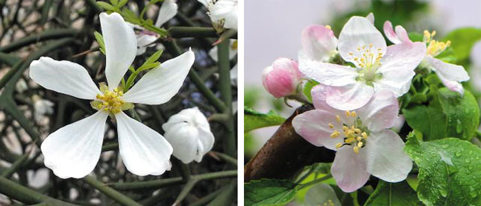 탱자나무꽃(왼쪽), 사과나무꽃.