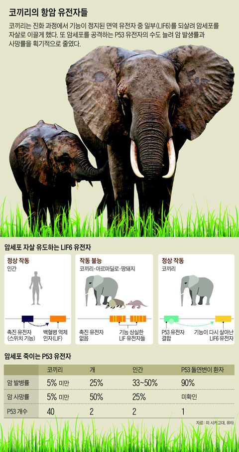 코끼리의 항암 유전자들