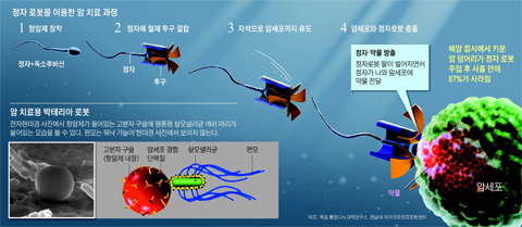 정자 로봇을 이용한 암 치료 과정 그래픽