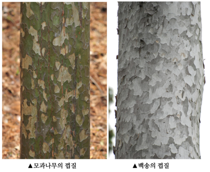 [이동혁의 풀꽃나무이야기] 겨울눈과 나무껍질로 겨울에도 나무이름 알 수 있다