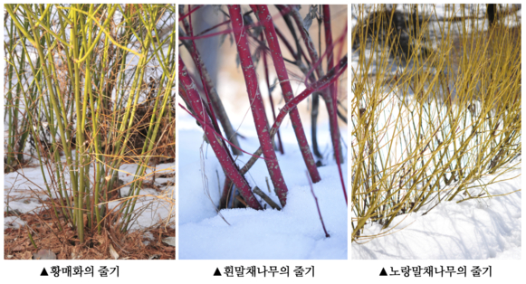[이동혁의 풀꽃나무이야기] 겨울눈과 나무껍질로 겨울에도 나무이름 알 수 있다