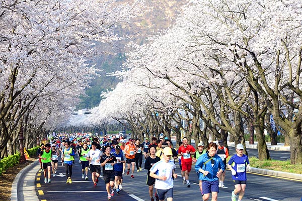 제27회 경주벚꽃마라톤대회가 오는 4월 7일에 열린다.