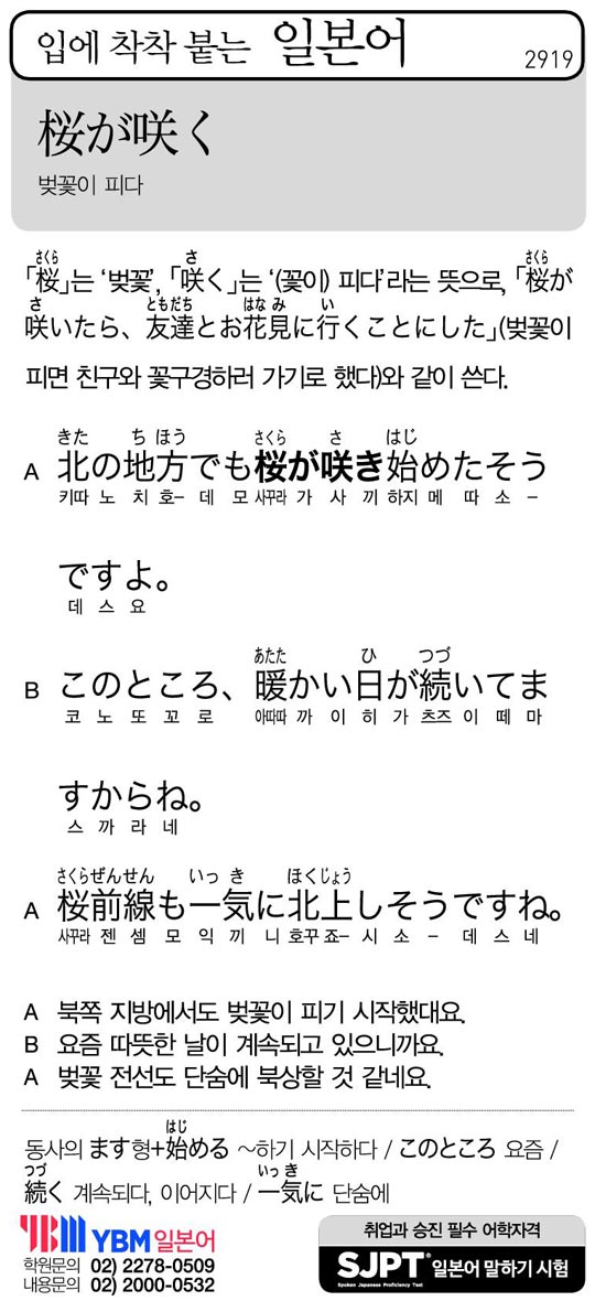 [입에 착착 붙는 일본어] 벚꽃이 피다