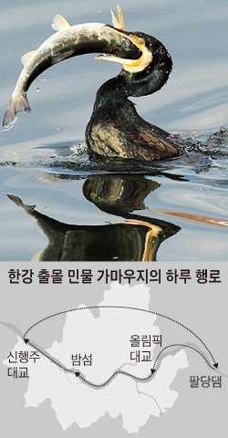 한강 출몰 민물 가마우지의 하루 행로