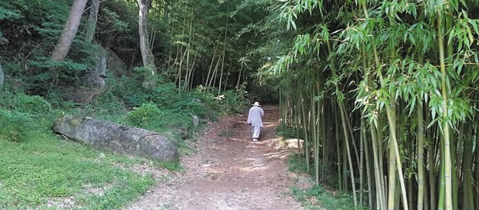 부산 금정구 범어사 대숲길 모습.