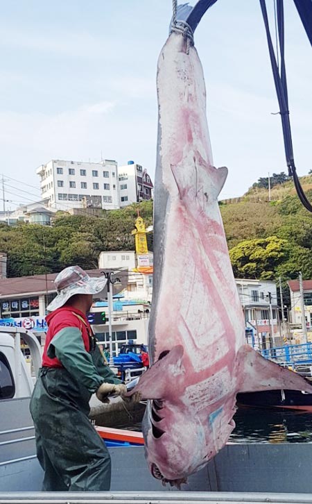 거제 앞바다 300m까지…