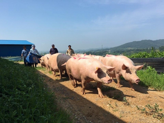 농장직원들이 분만을 앞둔 암퇘지를 분만사로 옮기고 있다. /성우농장 제공