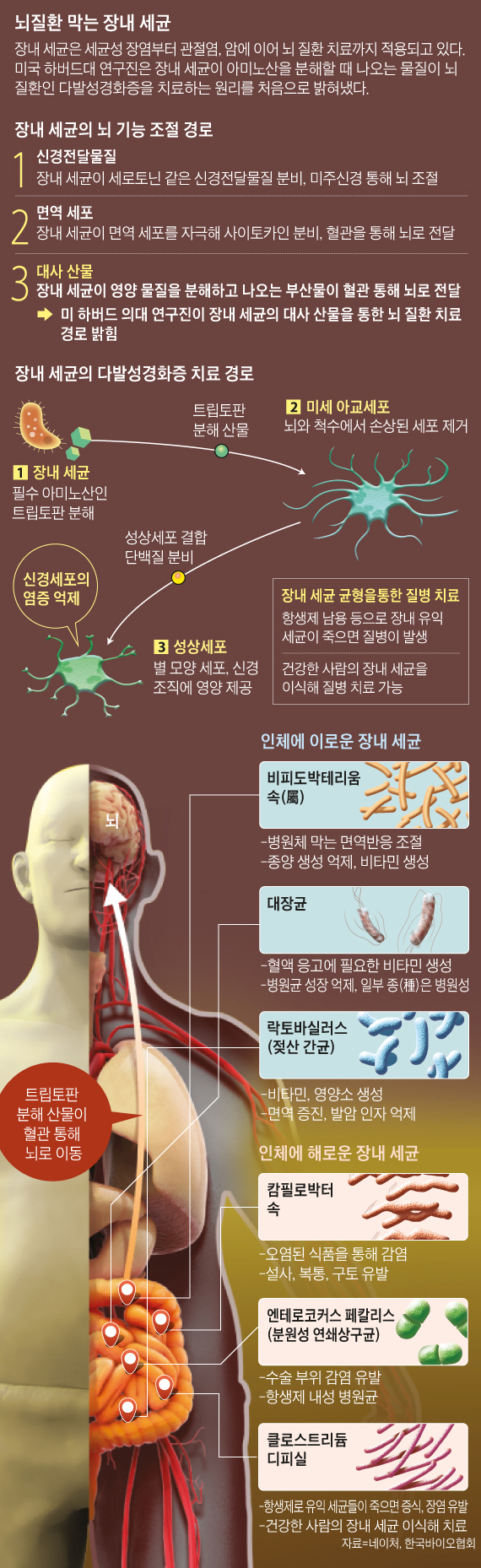 뇌질환 막는 장내 세균