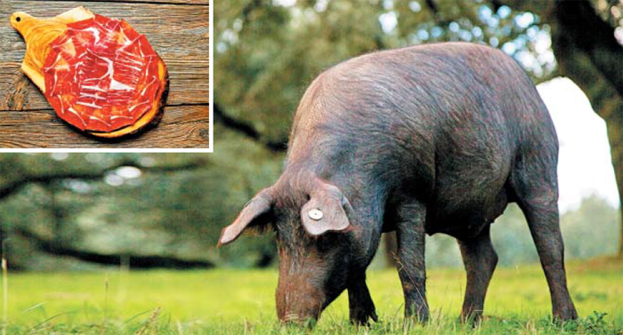 이베리코(Iberico)를 만들어 내는 스페인 토종 흑돼지. 길게는 17개월까지 사육한다. 그만큼 사료비가 많이 드는데도 사육되는 이유는 스페인 햄 ‘하몽(왼쪽 위)’을 반드시 스페인 토종 흑돼지로 만들어야 하기 때문이다.