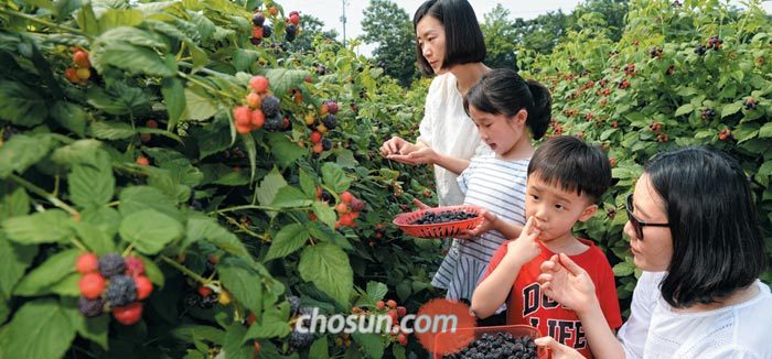 지난 9일 오전 전북 고창군의 한 복분자 농장에서 수확 체험에 나선 관광객이 복분자를 따서 맛을 보고 있다.