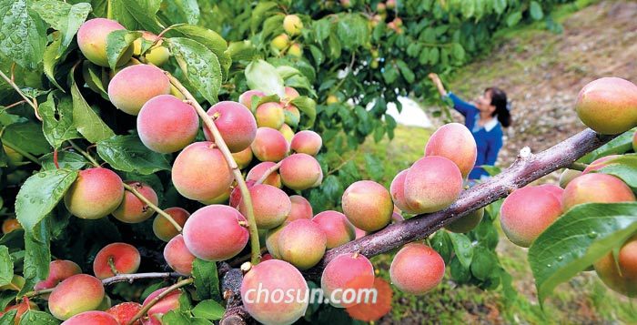 전남 광양시 옥룡면 운평리 수향매실농원에 강렬한 여름 햇살을 머금고 붉은빛이 번진 홍매실이 탐스럽게 매달려 있다.